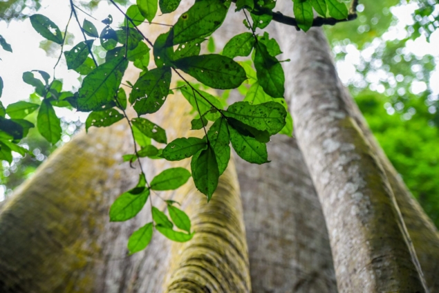 How is climate change impacting Ghana’s tropical forests?